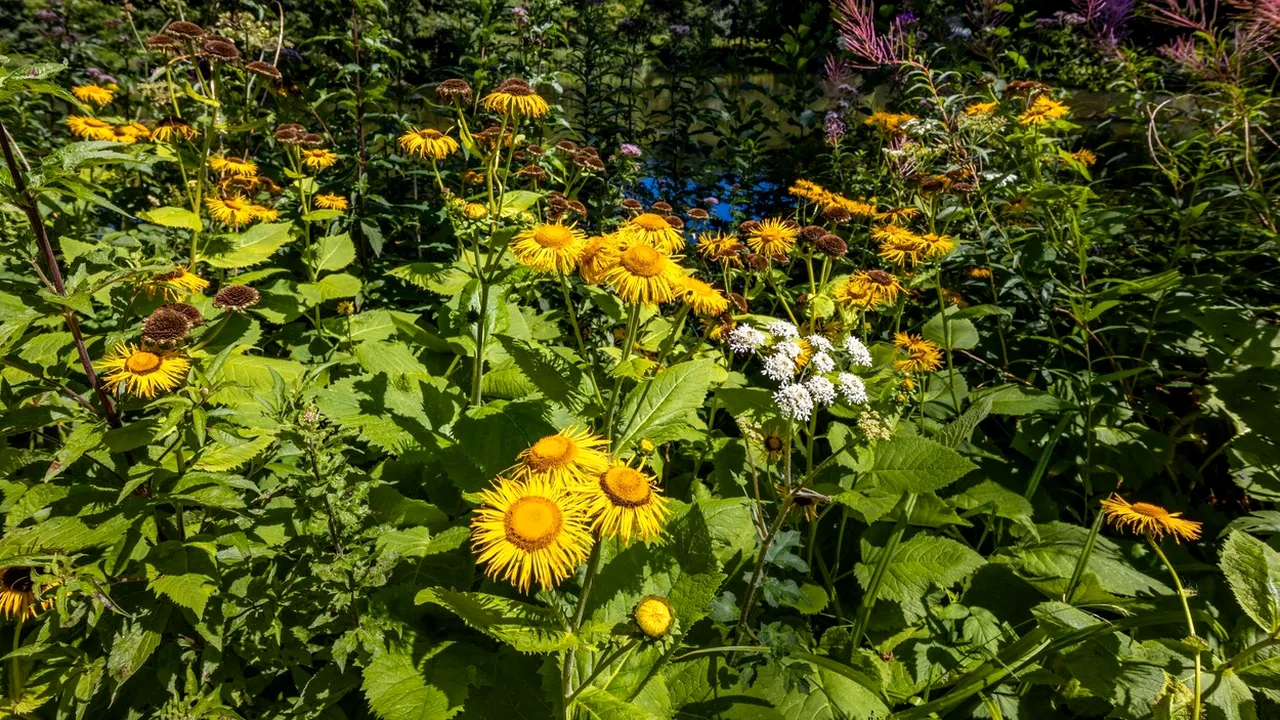 40% din speciile de plante sunt pe cale de dispariţie