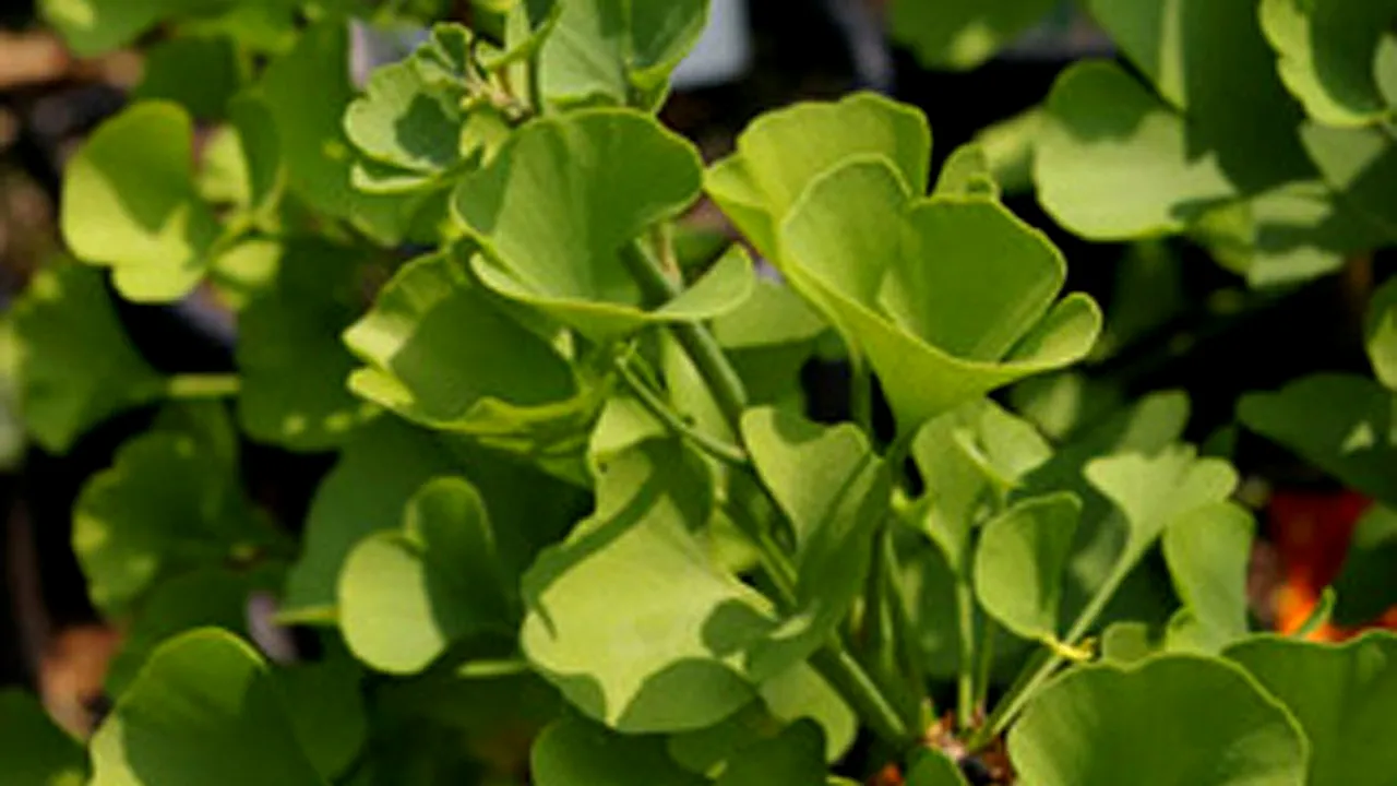 Ginkgo biloba nu are niciun efect asupra declinului memoriei