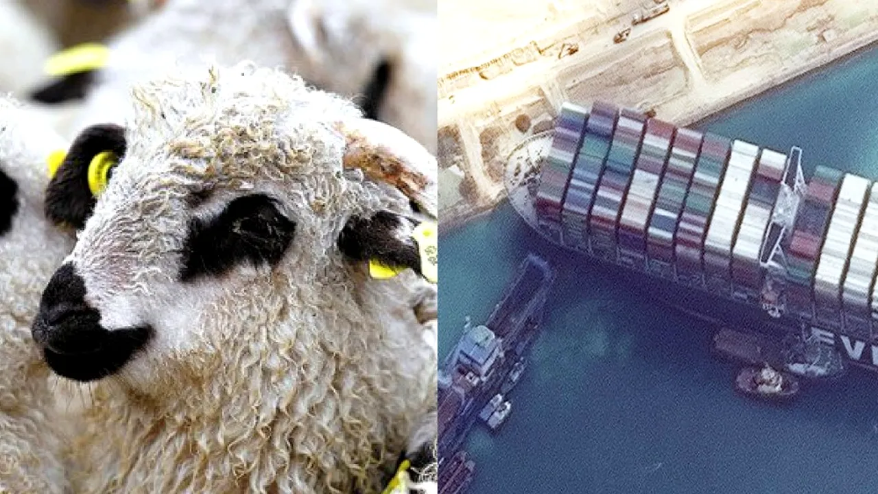 Analiză: Vapoarele pentru exportul animalelor vii sunt cea mai periculoasă flotă din lume