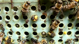 Stupi datând din perioada regelui Solomon, descoperiţi în nordul Israelului