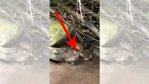 Confruntare rară: o „creatură din iad” se luptă cu un şarpe de apă de mari dimensiuni | VIDEO