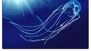 Cubomedusa, supranumită viespea de mare, a înţepat mortal un copil 