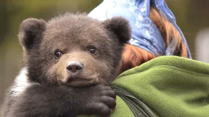 Un pui de urs de două luni, rătăcit de mama lui, găsit de pădurari lângă Braşov