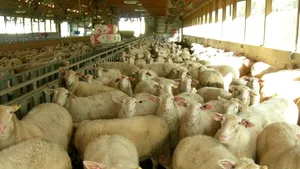 Fermieri italieni protestează alături de oile lor, în faţa Parlamentului din Roma faţă de întârzierea reconstrucţiilor după cutremur