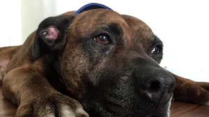 Gestul eroic al unei căţeluşe. Familia îi va rămâne mereu recunoscătoare