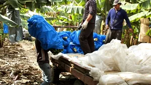 COMENTARIU Lelia Munteanu: Declaraţia nesocotită a contabililor de la Pfizer: 