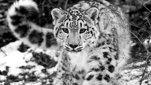 COVID-19 a ucis 3 leoparzi de zăpadă la o lună după ce au luat contact cu virusul