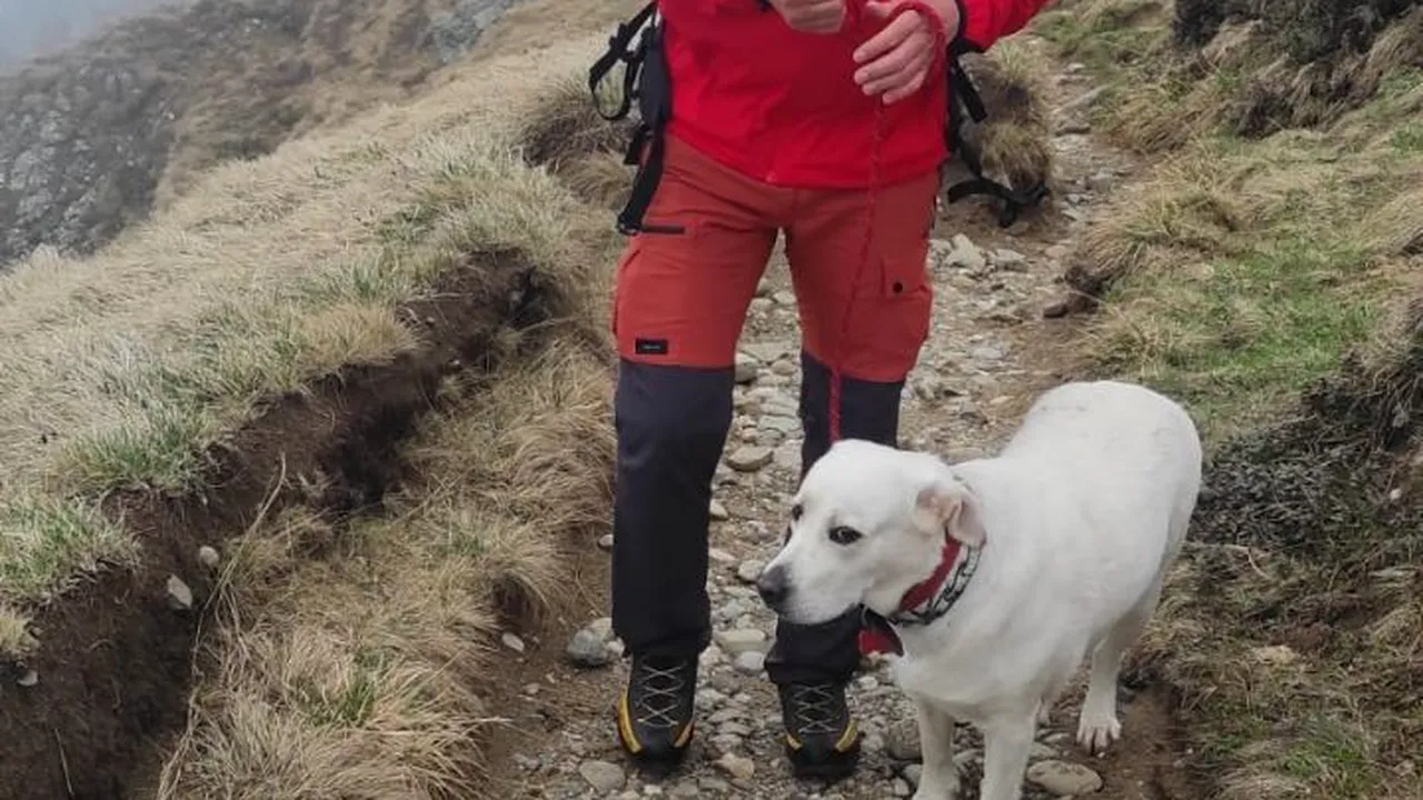 Un câine a fost salvat de salvamontiştii din Buşteni. Animalul a căzut într-o prăpastie