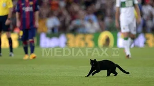 Meciul FC Barcelona-Elche, întrerupt pentru scurt timp din cauza unei pisici care a intrat pe teren - FOTO