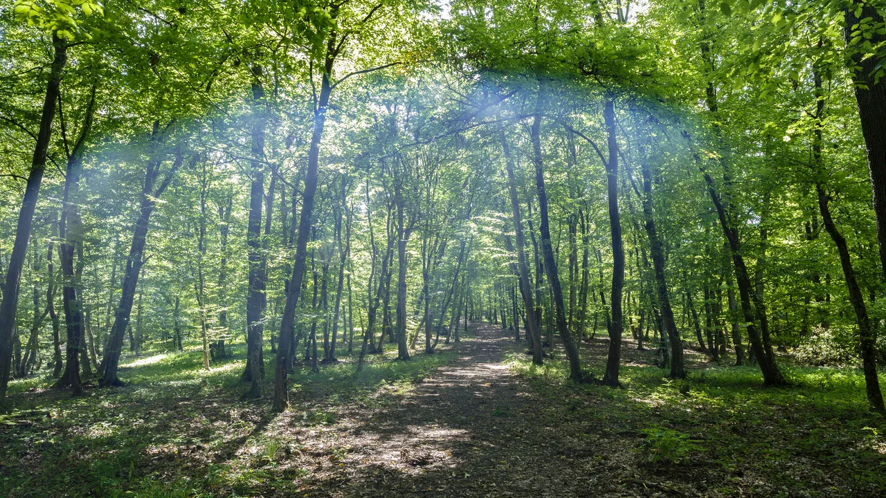 Adăpostul Necuratului | Pădurea Hoia Baciu, cea mai înfricoşătoare din lume, în vizorul presei internaţionale. O poveste cu fantome, blesteme şi istorii terifiante