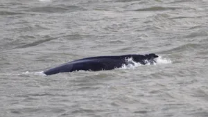 Balena care a fost văzută înotând în fluviul Tamisa, găsită moartă - VIDEO