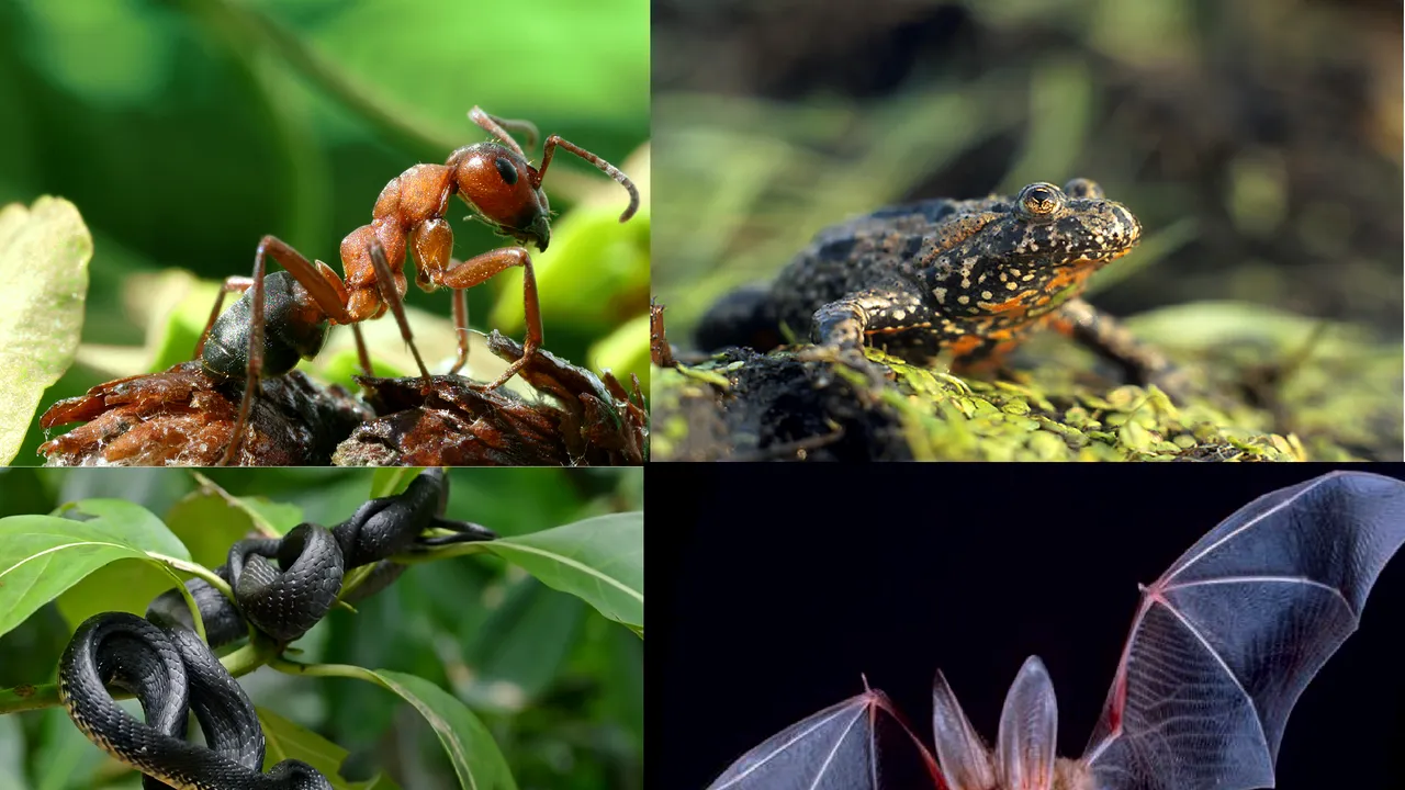 Top 15 animale cu cel mai bun auz. Care animal poate detecta şi anticipa cutremurele? 