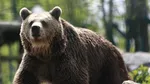 Bărbat atacat de urs pe o stradă din Predeal