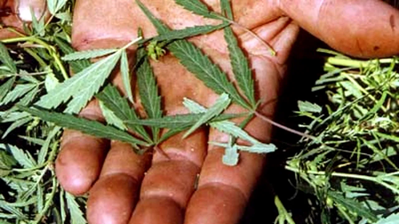 Cultură de cannabis în ghivece, descoperită de poliţişti în Dâmboviţa