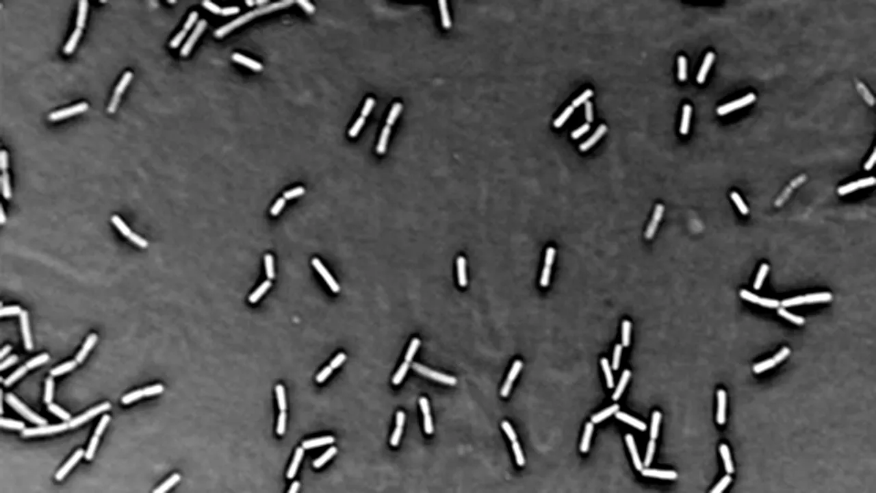 Trei specii necunoscute de bacterii, descoperite în stratosferă
