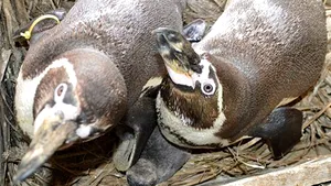 Doi pinguini gay au adoptat un ou abandonat şi în prezent cresc împreună puiul - FOTO