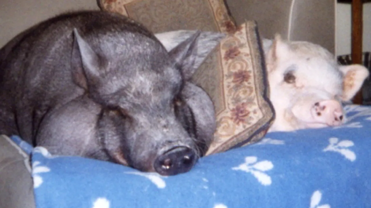 Masaje şi scărpinat cât mai des pentru porci, înainte de sacrificare