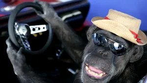 Cheeta a murit la 80 de ani? Antrenorul cimpanzeului susţine că este acelaşi care a jucat în filmul Tarzan din anii '30