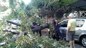Copac căzut pe un autoturism, în sectorul 2 al Capitalei - FOTO