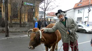 Cătălin Măruţă s-a plimbat cu vaca prin Bucureşti - FOTO