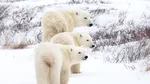 Modificări în ADN-ul urșilor polari ar putea ajuta specia să se adapteze la încălzirea globală