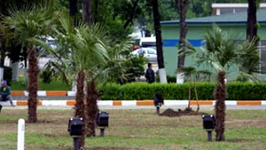 Palmierii vor fi replantaţi în staţiunea Mamaia