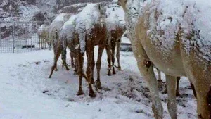 Cămilele din deşert, acoperite de zăpadă, după ce o furtună a lovit Arabia Saudită - FOTO, VIDEO