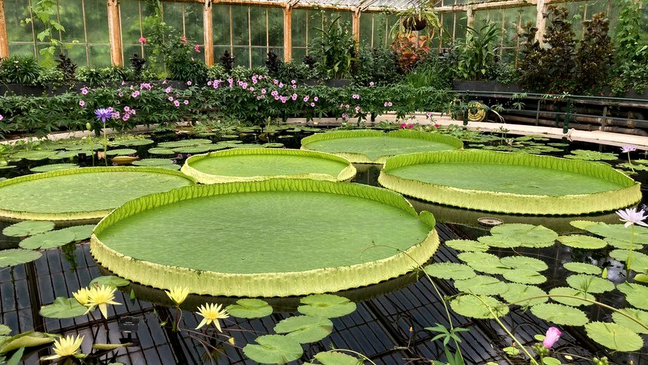 FOTO A fost descoperită o nouă specie de nufăr uriaş. Planta are frunze cu o lăţime de peste 3 metri