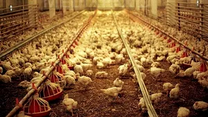 Producător alimentar: În acest an afacerile au crescut, dar pentru 2012 