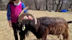 Cu cartea, pe vârf de munte. Povestea Fiammettei, o fetiţă de 10 ani care face şcoală online, la 1.000 de metri altitudine, între sute de animale care pasc