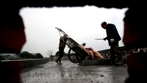 Peste 13.000 de porci morţi, descoperiţi în apele râului Huangpu din Shanghai