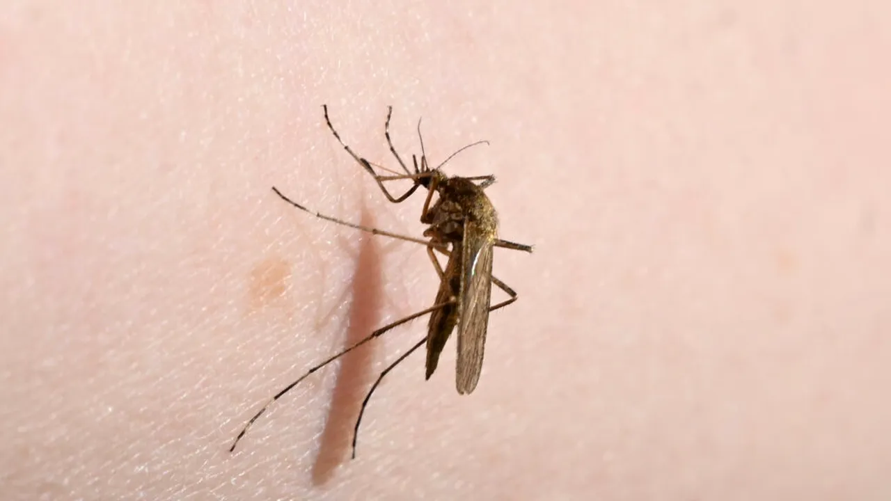 Epidemii de boli tropicale se răspândesc în Europa odată cu migrarea țânțarilor spre nord