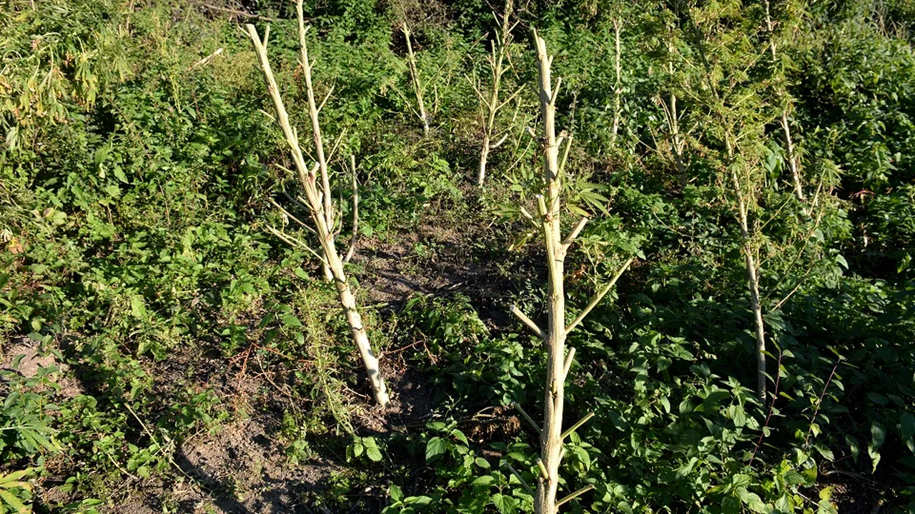 Grupare care avea cinci plantaţii de cannabis în judeţul Timiş, destructurată de DIICOT. Cantitatea, estimată la ordinul câtorva tone