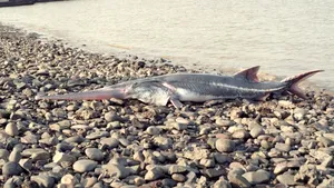 Una dintre cele mai mari specii de peşti de apă dulce din lume, care a supravieţuit 200 de milioane de ani pe Terra, declarată dispărută