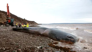 Caşalot găsit mort cu 150 kg de unelte de pescuit în stomac. Oamenii de ştiinţă sunt şocaţi