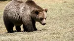 Urs semnalat în Miercurea Ciuc, în zona Ciba. Autoritățile au emis mesaj RO-Alert