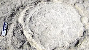Urmele unor elefanţi, vechi de 7 milioane de ani, descoperite în Emiratele Arabe Unite 