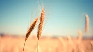 Agricultura românească, lovită de secetă şi de guvernare