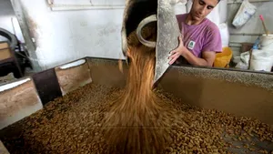 Industria ciocolatei, afectată de creşterea preţurilor la alunele importate din Turcia