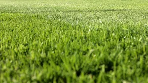 Amenzi de până la 5.000 de lei pentru bucureştenii care nu îşi plantează iarbă pe terenuri