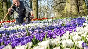 Cea mai mare grădină de flori din lume, parcul Keukenhof din Olanda, deschisă pentru public
