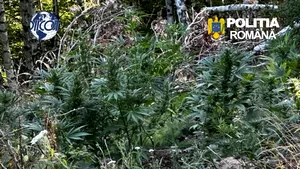 Canabis cultivat în mijlocul unei păduri de mesteceni, în Covasna. Un bărbat a fost arestat