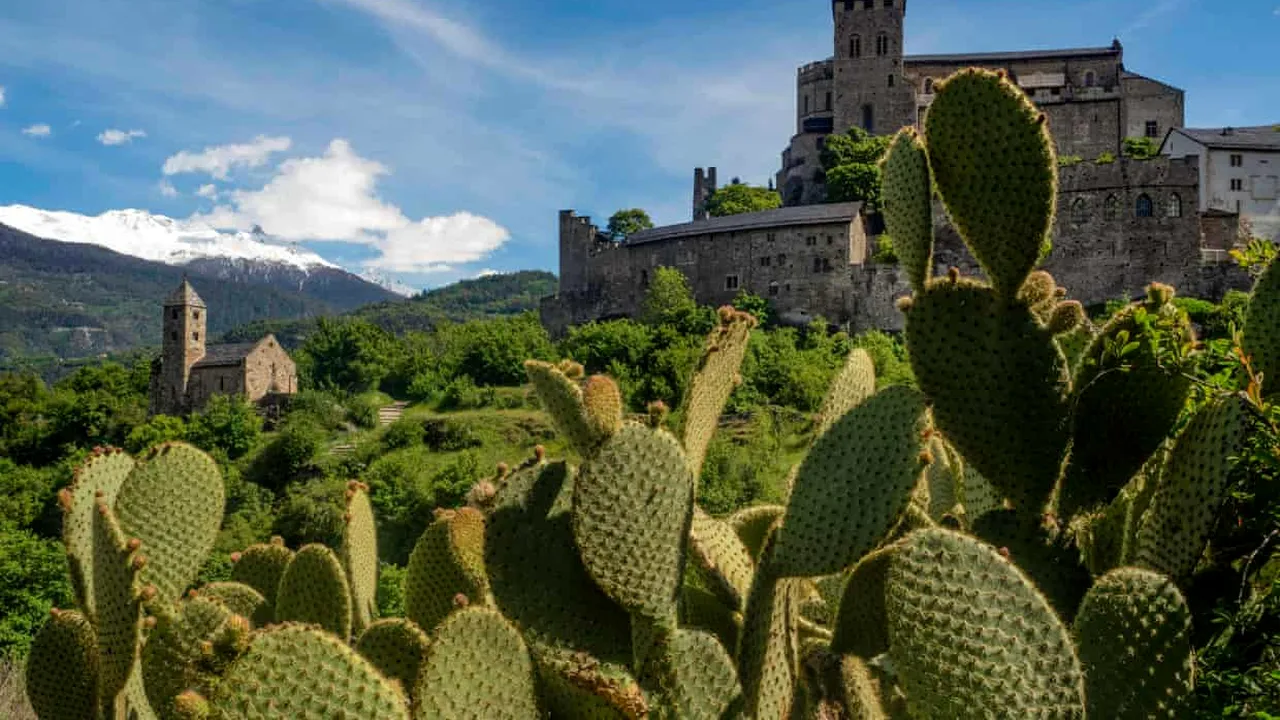 Cactuşii înlocuiesc zăpada de pe versanţii munţilor elveţieni din cauza încălzirii globale
