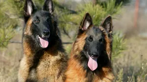 Ne poate vindeca rănile saliva câinilor? Este mai curată decât a oamenilor?