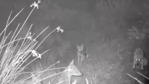 VIDEO Filmarea rară cu un grup de şacali care produc sunete înfricoşătoare în Tulcea