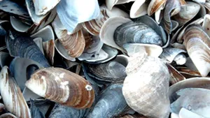 Un bucătar suedez, campion mondial la deschis scoici