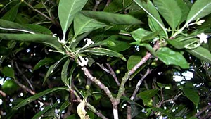 O plantă medicinală ar putea fi la fel de eficientă ca ibuprofenul. Frunzele sale ar putea fi folosite şi pentru a trata cancerul, diabetul şi bolile cardiovasculare 