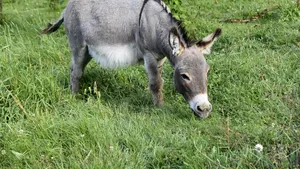 O măgăriță este vedeta Operei din New York. Agent: „Este fabuloasă”