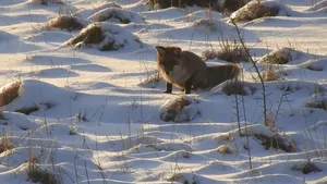 VIDEO: Imaginile suprinse de Romsilva cu o vulpe la vânătoare au făcut deliciul internetului. Clipul a devenit viral