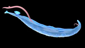 Moleculele secretate de parazitul Schistosoma mansoni ar putea duce la tratamente noi pentru durere